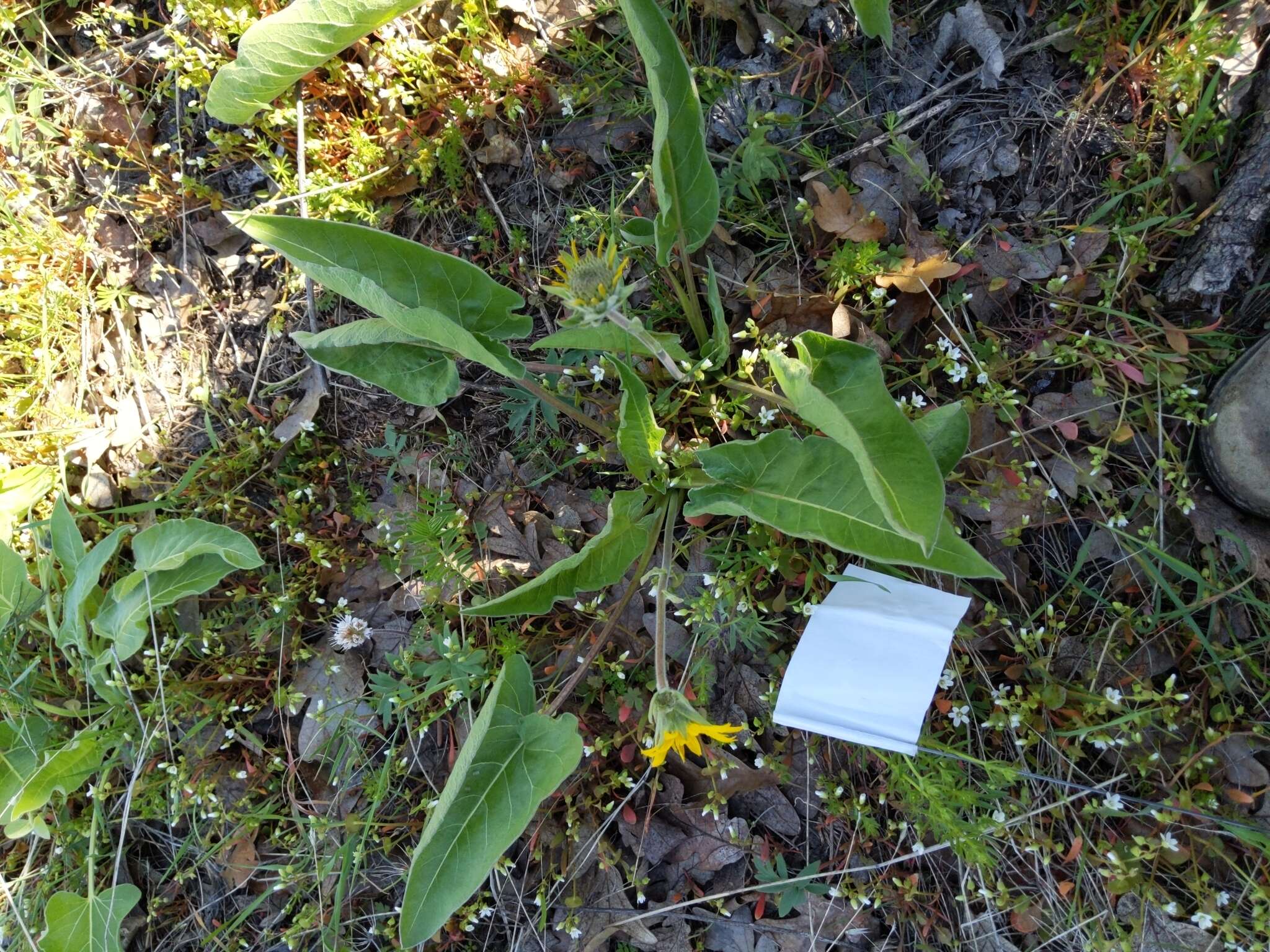 Image of Carey's balsamroot