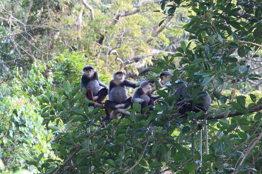 Image of Douc Langurs