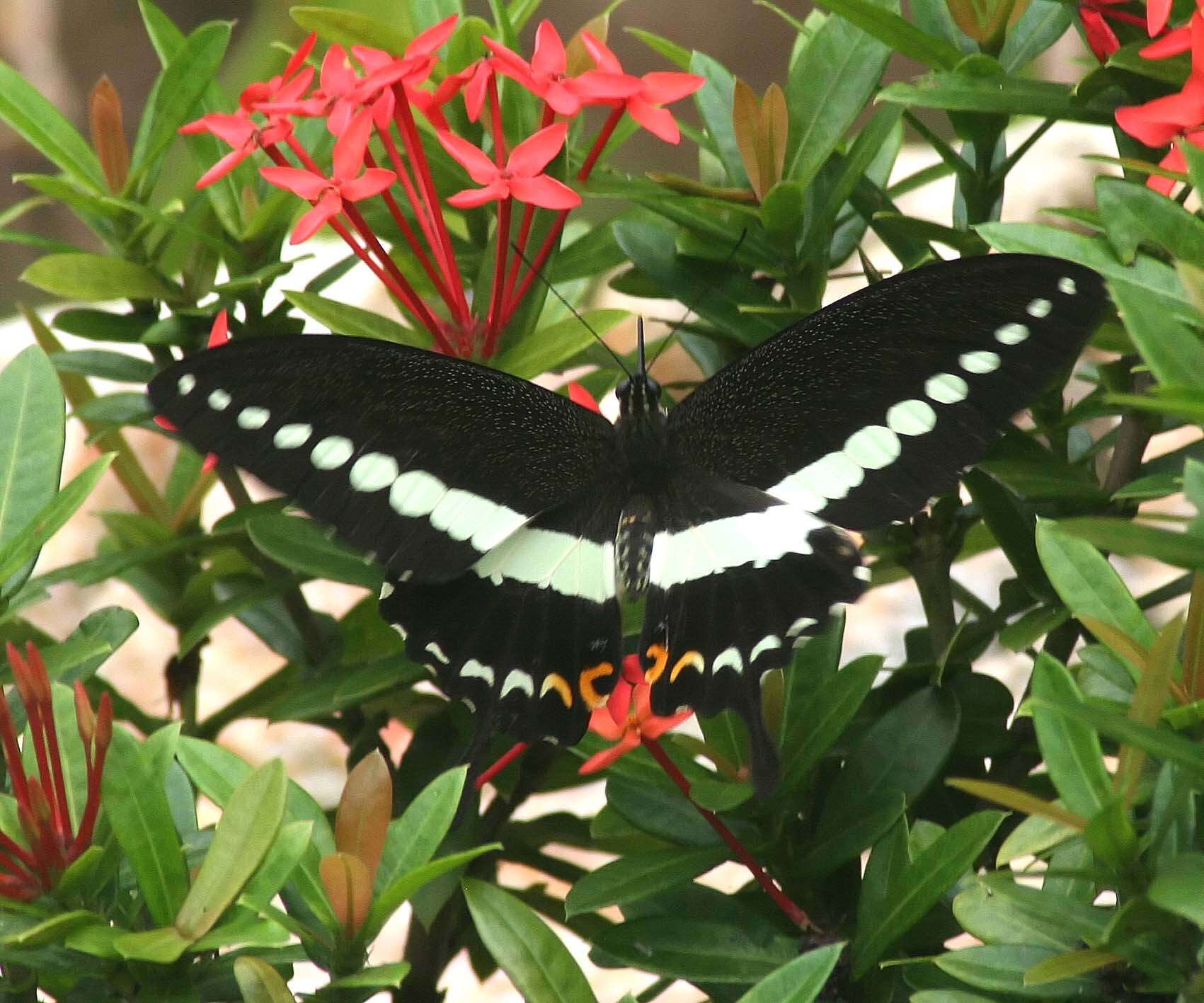 Image of Papilio demolion Cramer (1776)