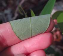 Imagem de Desmodium laevigatum (Nutt.) DC.