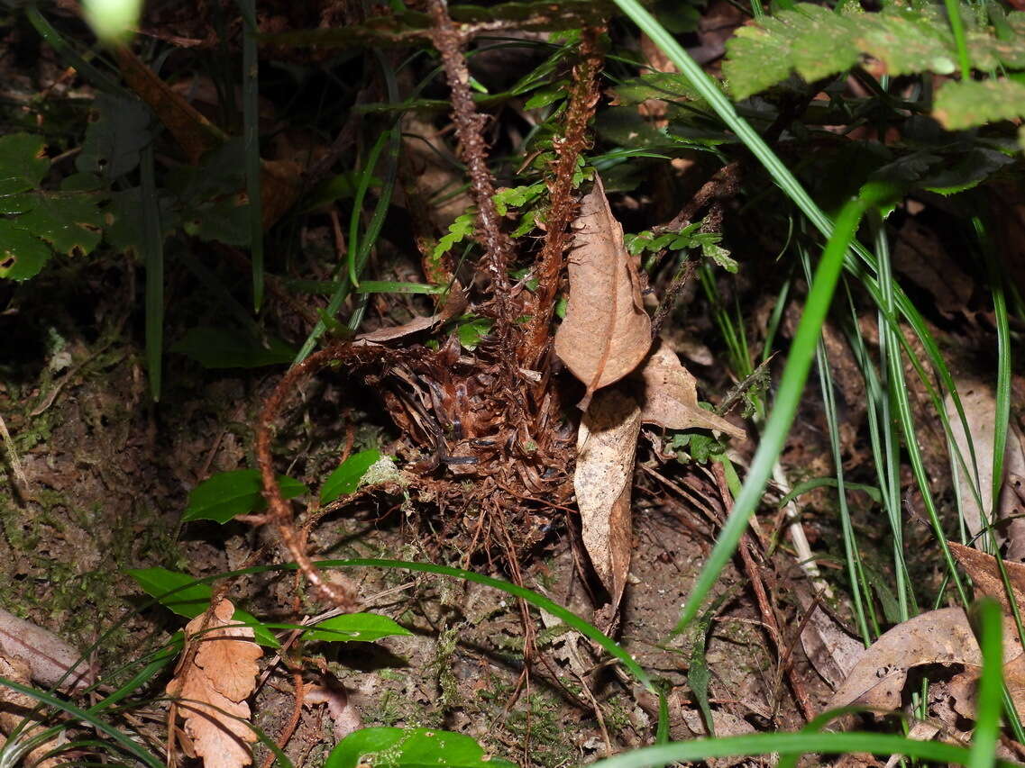 Image de Polystichum prionolepis Hayata