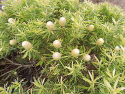 Image of Leucadendron coniferum (Thunb.) Meissn.