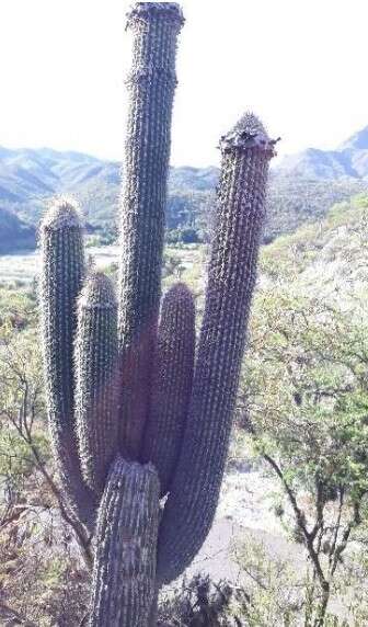 Image de Cephalocereus apicicephalium E. Y. Dawson