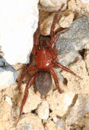 صورة Gnaphosa sericata (L. Koch 1866)