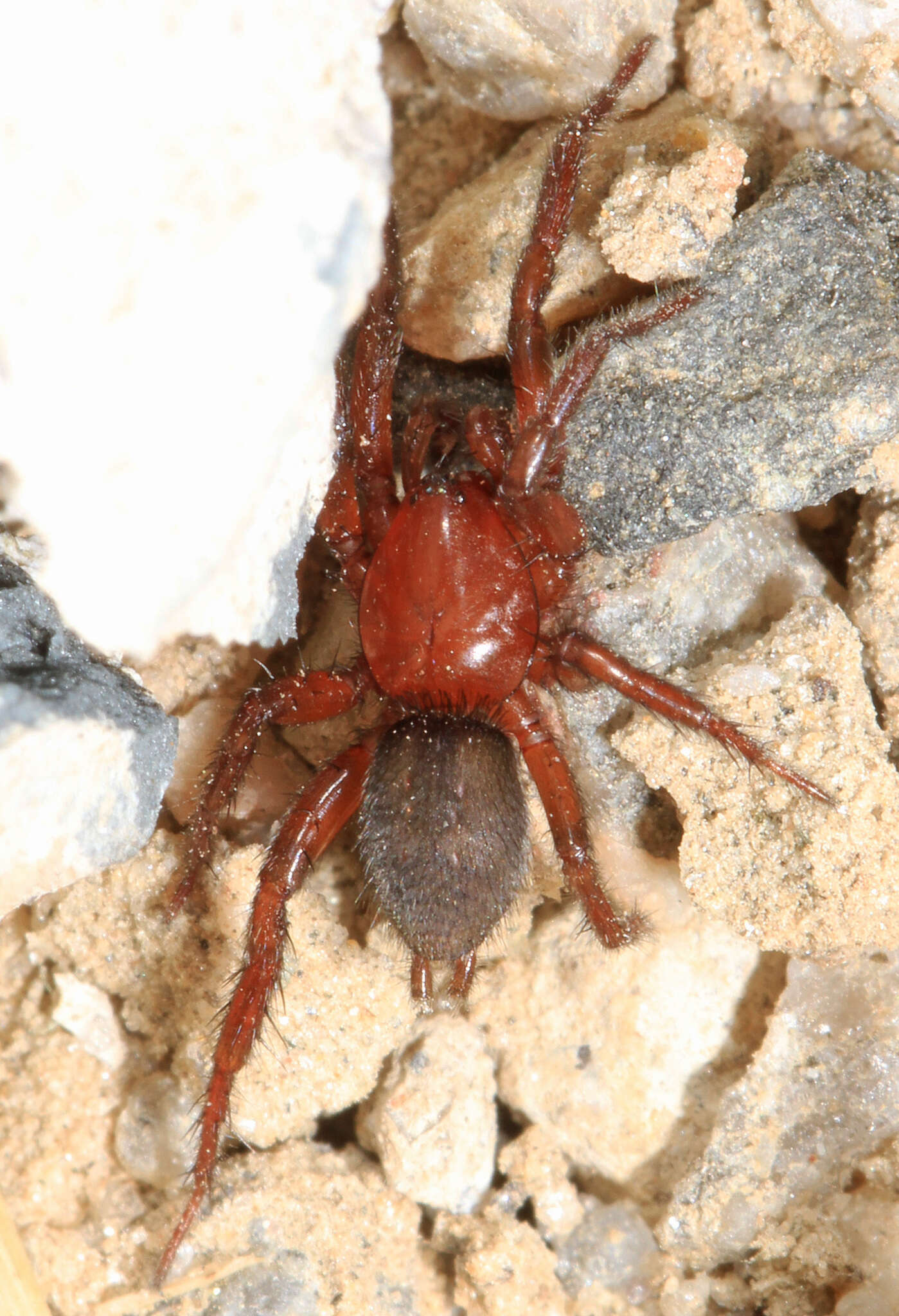 Image de Gnaphosa sericata (L. Koch 1866)