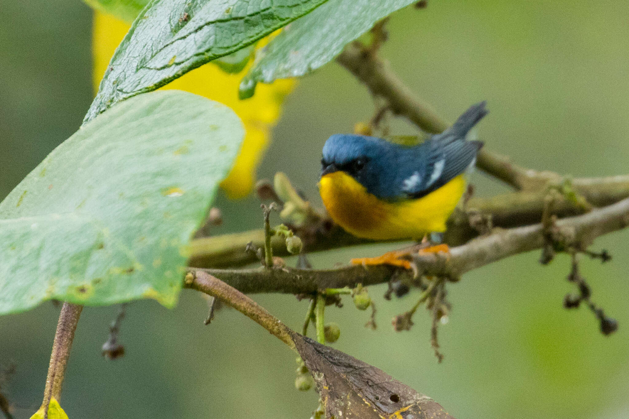 Image of Tropical Parula