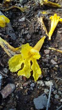 صورة Handroanthus chrysanthus (Jacq.) S. O. Grose