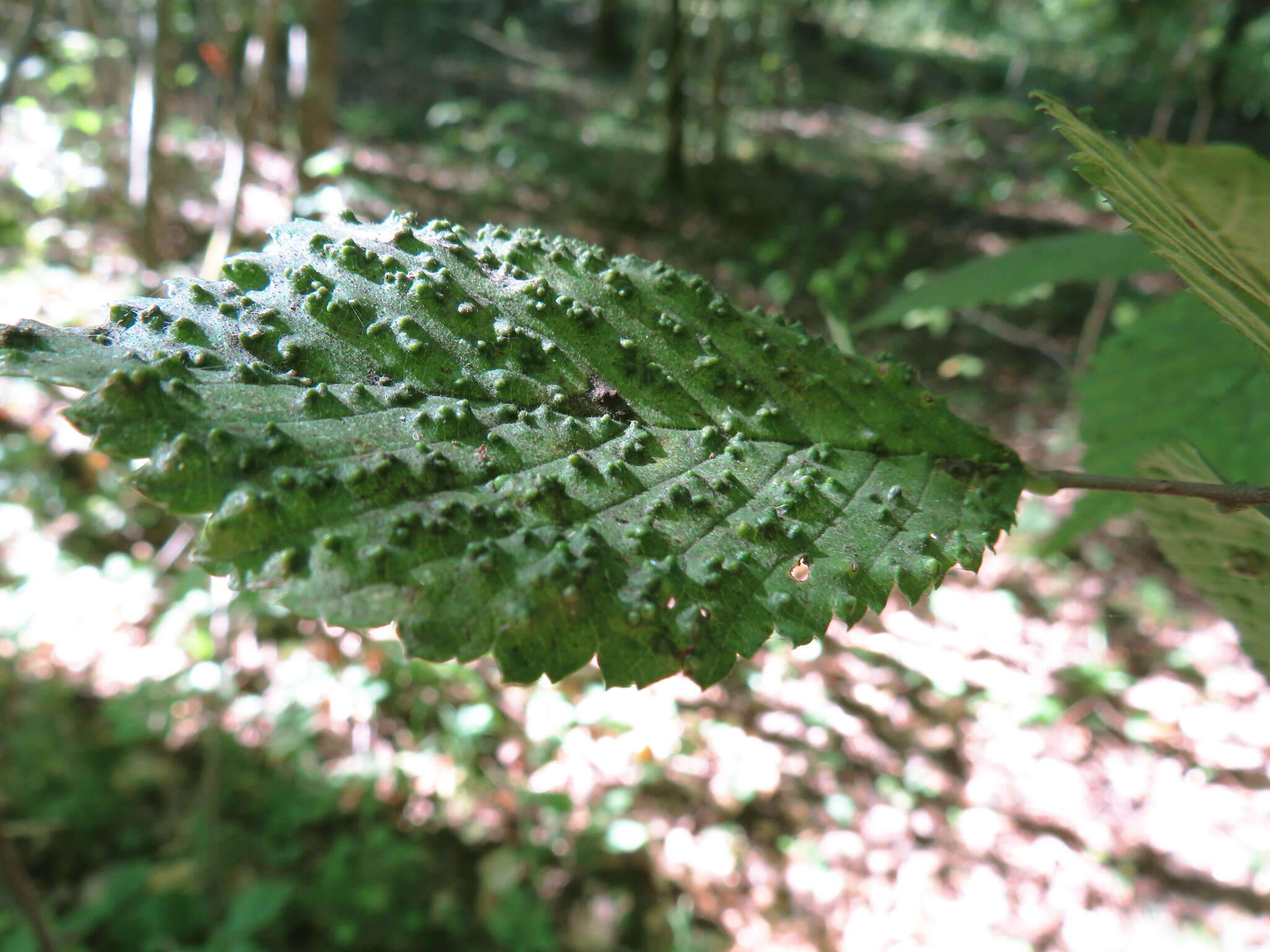 Image of Aceria campestricola