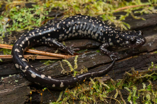 Imagem de Plethodon variolatus (Gilliams 1818)