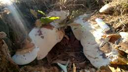 Image of Ganoderma polychromum (Copel.) Murrill 1908