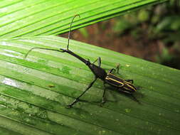 Image of Nemorhinus myrmecophaga (Herbst 1797)