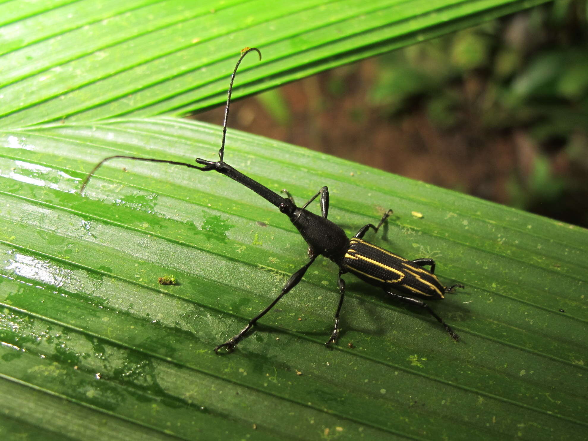 Nemorhinus myrmecophaga (Herbst 1797) resmi