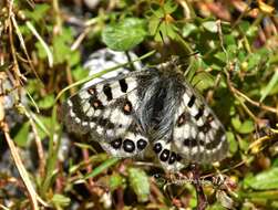 Image of Parnassius hardwickii Gray 1831