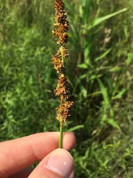 Sivun Carex triangularis Boeckeler kuva