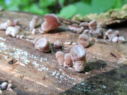 Image of Auricularia americana Parmasto & I. Parmasto ex Audet, Boulet & Sirard 2003