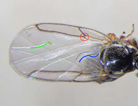 Image of Minute black scavenger fly