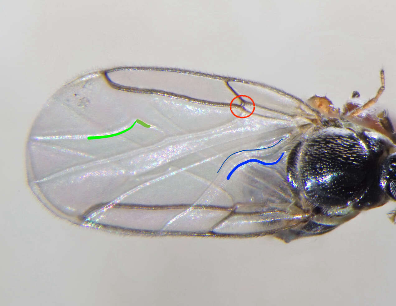 Image of Minute black scavenger fly