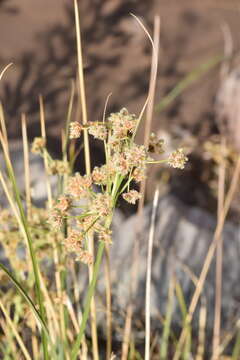 Imagem de Rhodoscirpus asper (J. Presl & C. Presl) Lév.-Bourret, Donadío & J. R. Starr