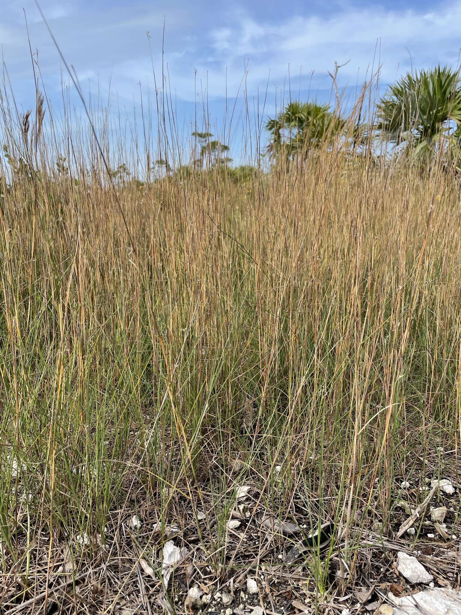 Image de Schizachyrium rhizomatum (Swallen) Gould