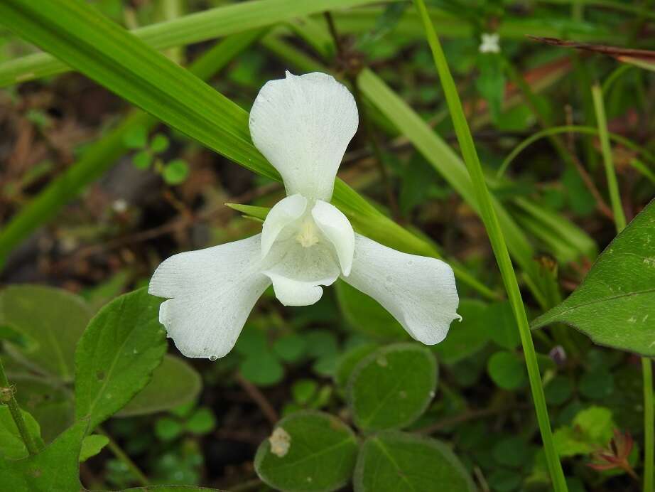 Imagem de Cipura campanulata Ravenna