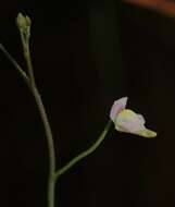 Sivun Utricularia viscosa Spruce ex Oliv. kuva
