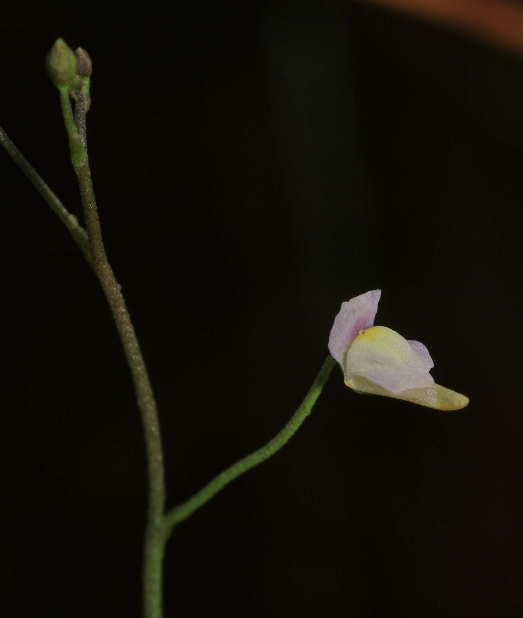 Image de Utricularia viscosa Spruce ex Oliv.