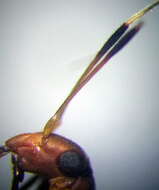 Image of Myrmecoris