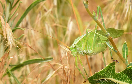 Image of Texas Bush Katydid