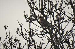 Слика од Turdus iliacus iliacus Linnaeus 1758