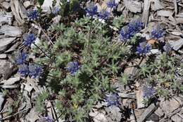 Image of Lupinus sellulus var. lobbii (S. Watson) B. J. Cox