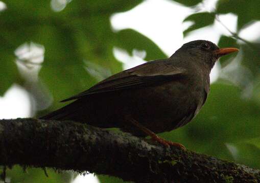 Image of Grey-winged Blackbird