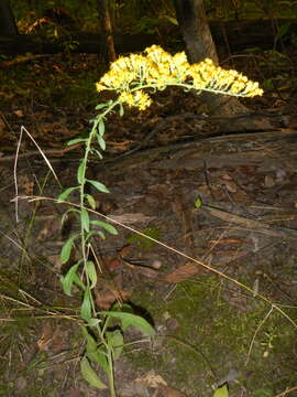 Image de Solidago nemoralis Ait.