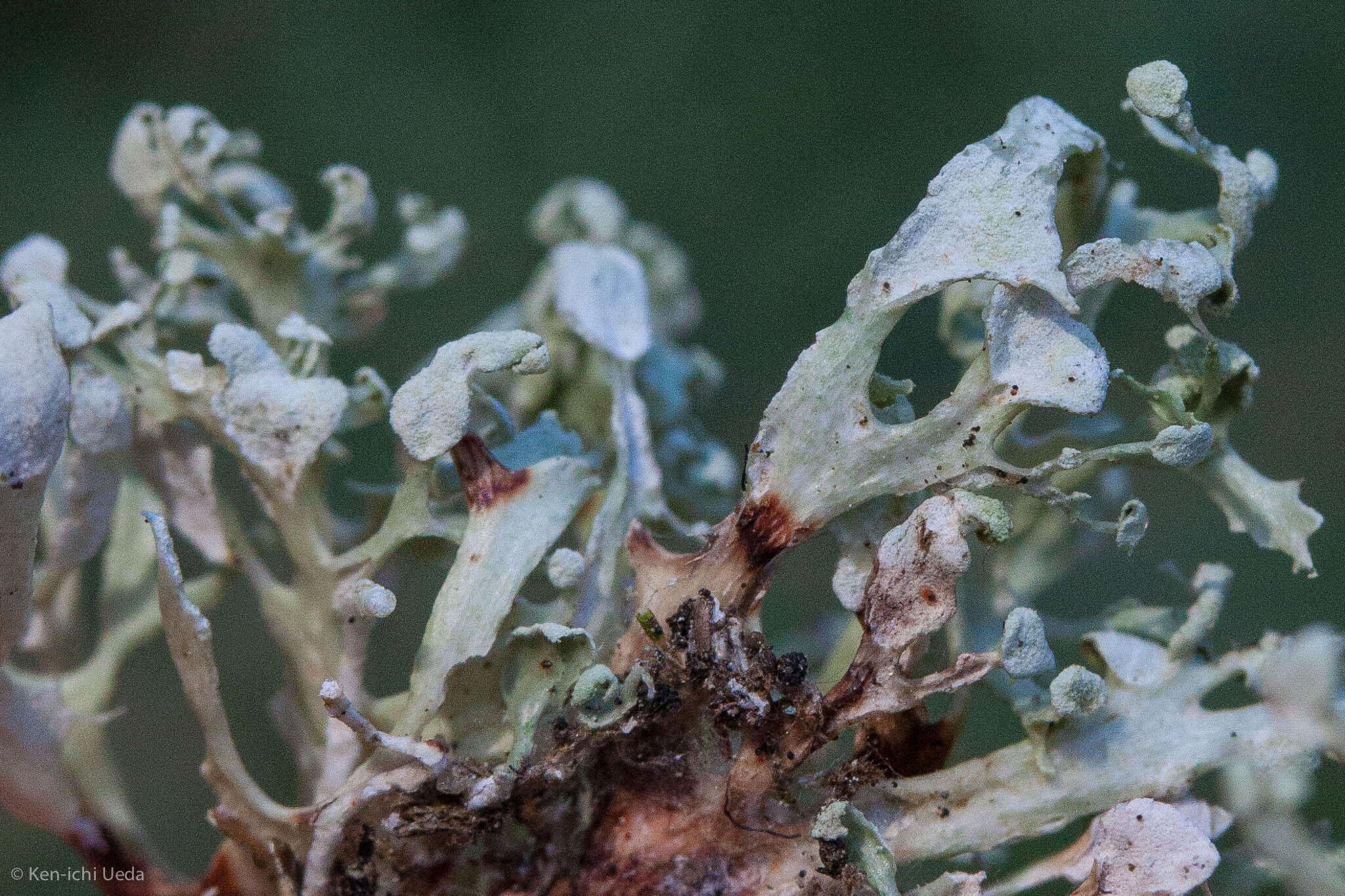 Imagem de Ramalina pollinaria (Westr.) Ach.