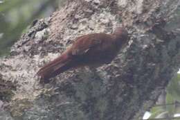 Image of Inambari Woodcreeper