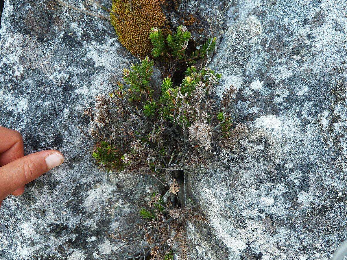 Staavia pinifolia Willd. resmi