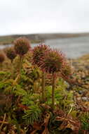 Plancia ëd Acaena minor var. antarctica (Cockayne) Allan