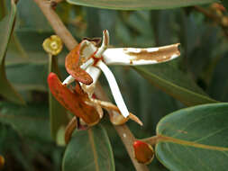 Sivun Xylopia aromatica (Lam.) Mart. kuva