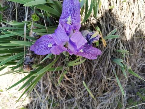 Image of Iris kemaonensis Wall. ex D. Don