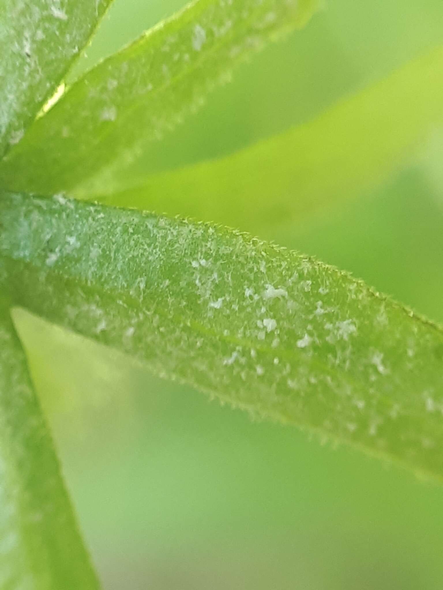 Image of Peronospora hiemalis