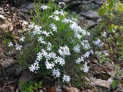 Image of cleft phlox