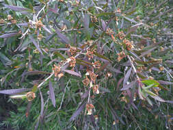 Sivun Leptospermum morrisonii J. Thompson kuva