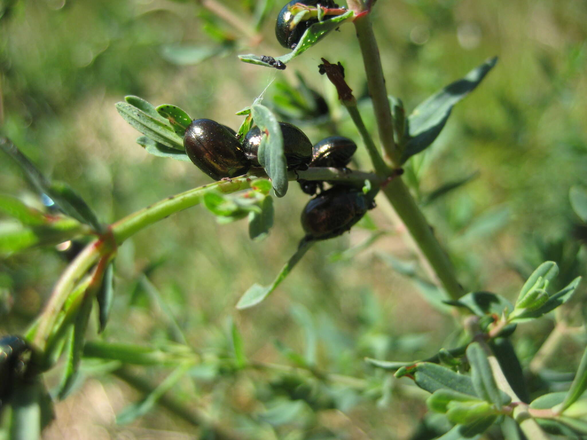 Image of Klamath Weed Beetle