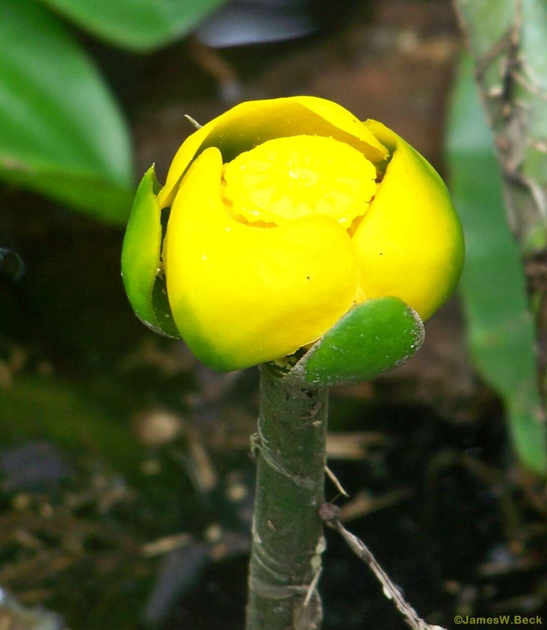 Image of Yellow Pond-Lily