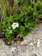 Image of Asian meadowsweet