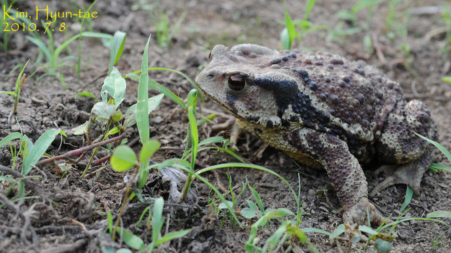 Sivun Bufo gargarizans Cantor 1842 kuva