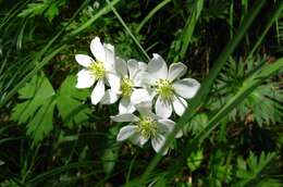 Imagem de Anemonastrum narcissiflorum (L.) Holub