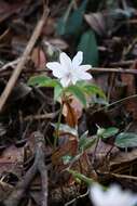 صورة Anemone trifolia subsp. albida (Mariz) Ulbr.