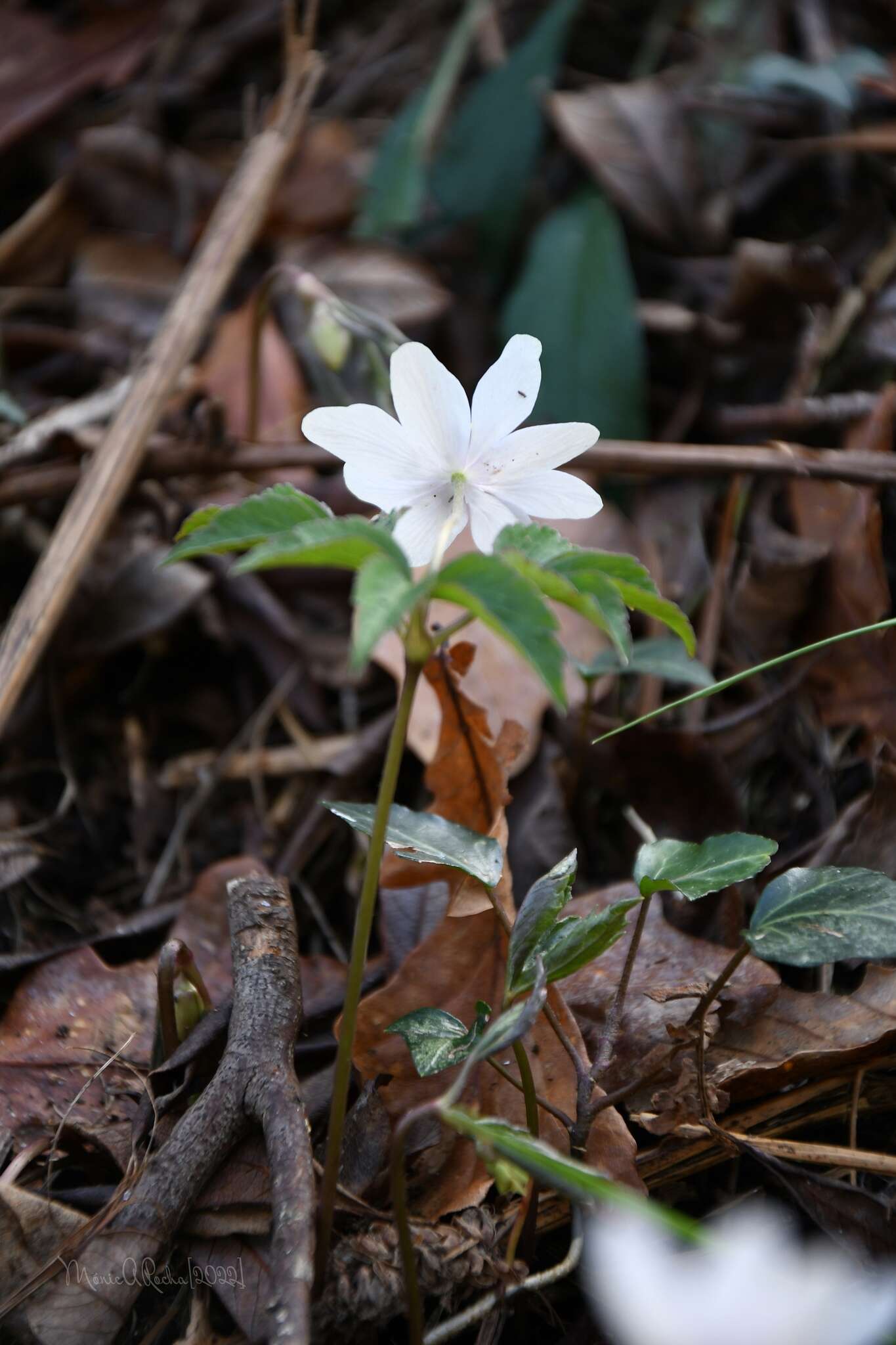 Plancia ëd Anemone trifolia subsp. albida (Mariz) Ulbr.