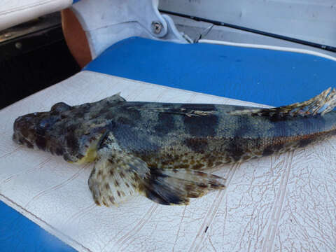 Image of Black-freckled flathead