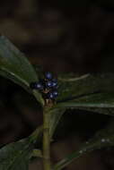 Image of marble berry